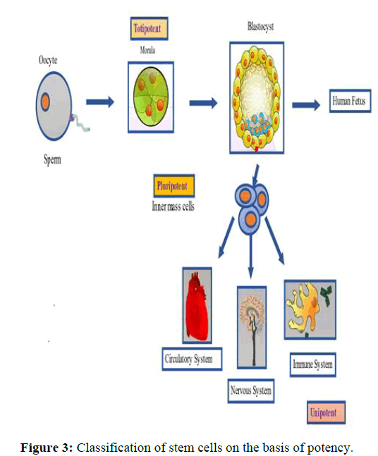JRGM-cells