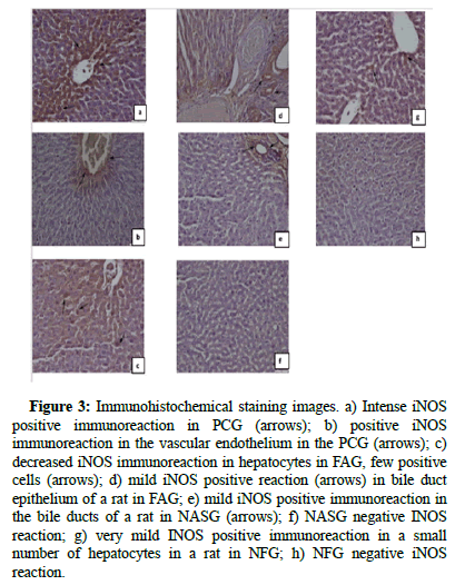 Obesity-Therapeutics-Immunohistochemical