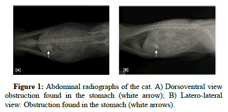 Veterinary-Diagnosis-Abdominal