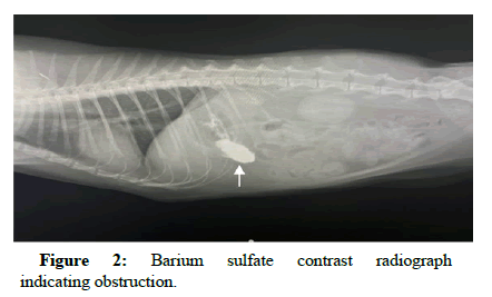 Veterinary-Diagnosis-Barium