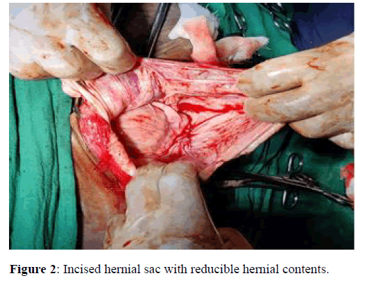 Veterinary-hernial Veterinary-hernial