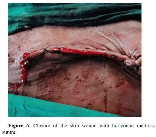 Veterinary-skin Veterinary-skin