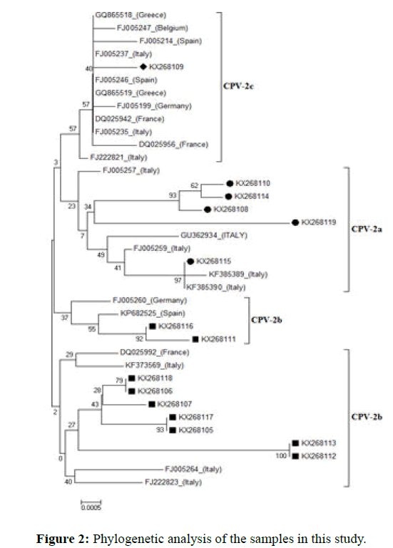 jvsmd-Phylogenetic