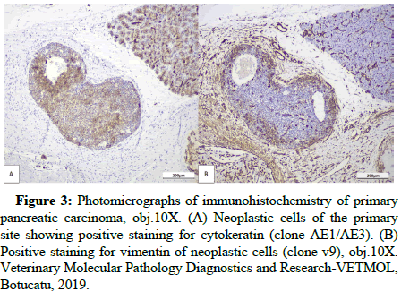 science-medical-cells