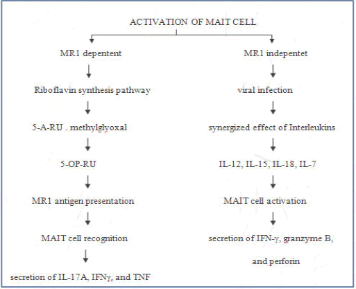 cbrt-mailcell