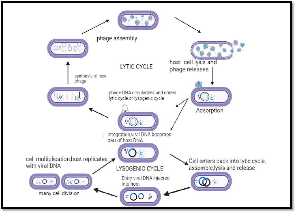 jva-cycle jva-cycle
