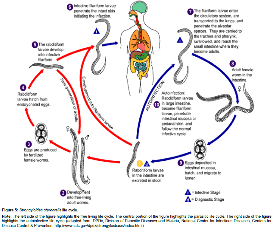 Medical-Microbiology-life-cycle
