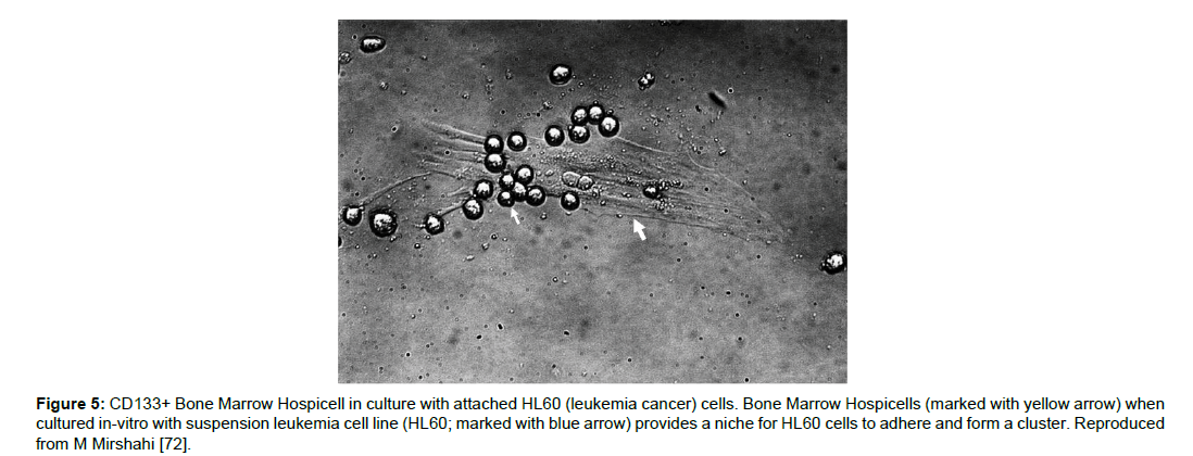 Regenerative-Medicine-Bone-Marrow