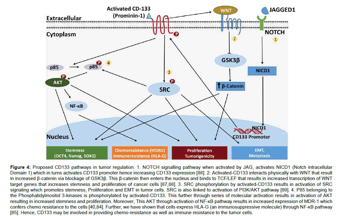 Regenerative-Medicine-cancer-expression