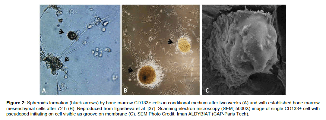 Regenerative-Medicine-conditional-medium