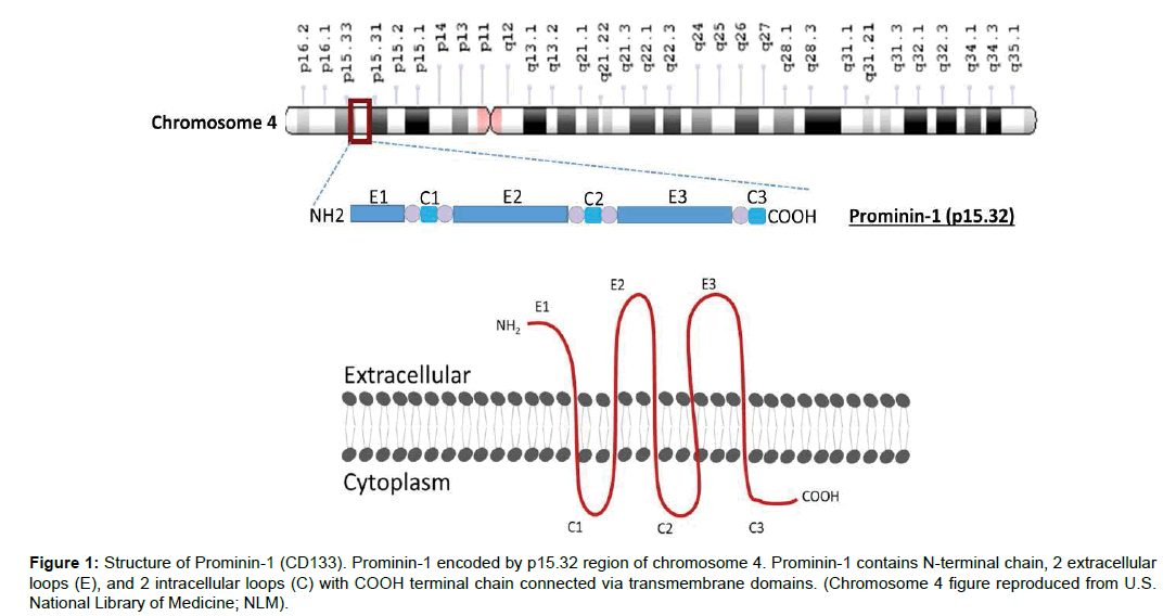 Regenerative-Medicine-transmembrane-domains