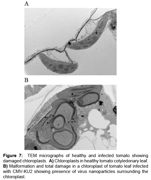 Vegetos-TEM-micrographs