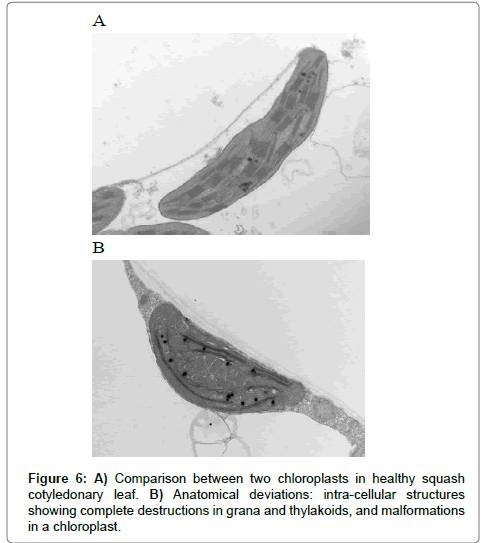 Vegetos-anatomical-deviations