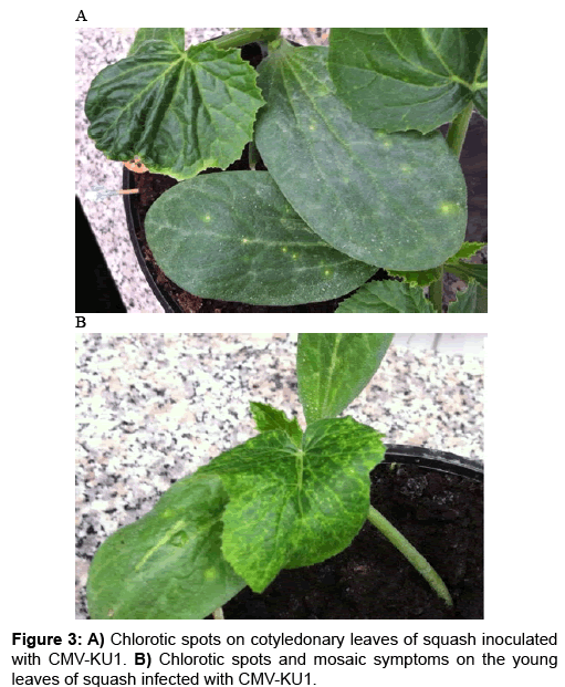 Vegetos-chlorotic-spots