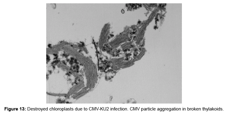 Vegetos-destroyed-chloroplasts