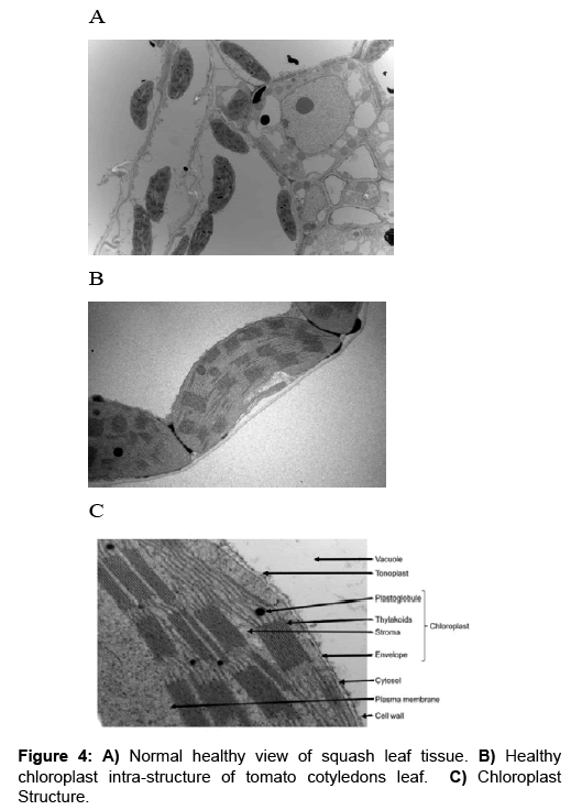 Vegetos-intra-structure