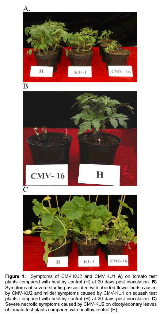 Vegetos-plants-compared