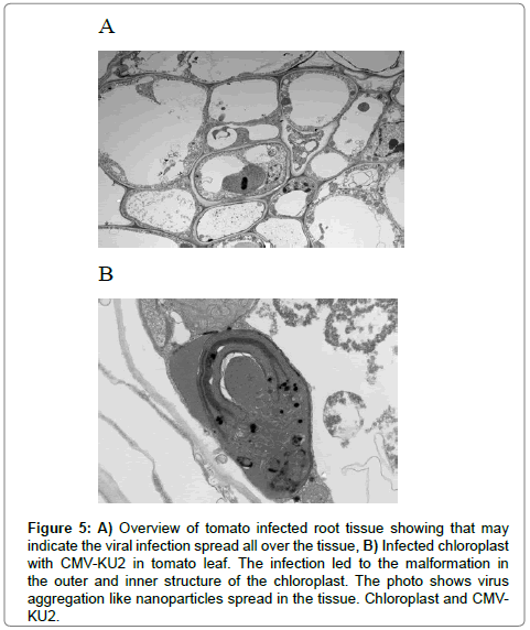 Vegetos-viral-infection