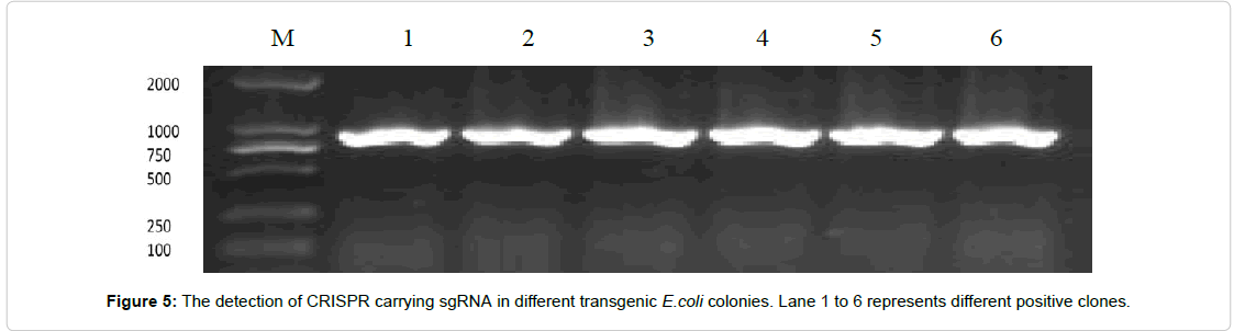 applied-bioinformatics-biology-oligos-sequence