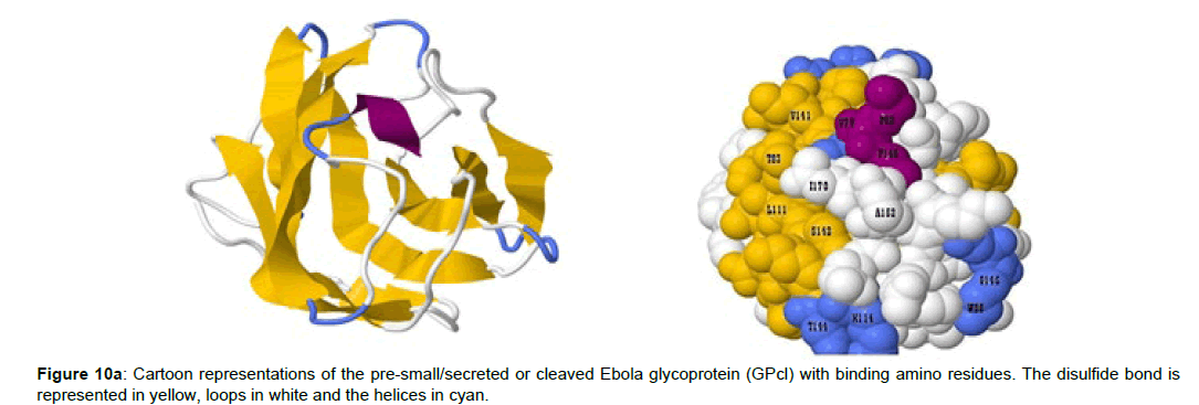 applied-bioinformatics-computational-Ebola-glycoprotein