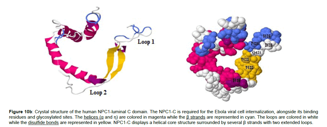 applied-bioinformatics-computational-Ebola-glycoprotein