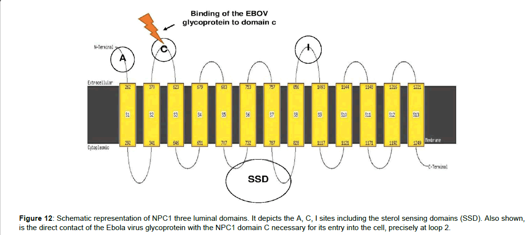 applied-bioinformatics-computational-Ebola-virus