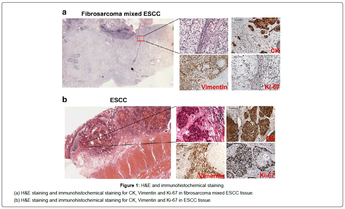 applied-bioinformatics-computational-biology-immunohistochemical