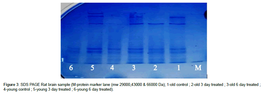 biochemical-bioprocess-engineering-Rat-brain