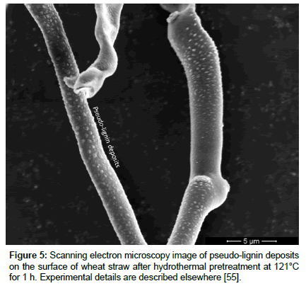 biochemical-bioprocess-engineering-Scanning-electron