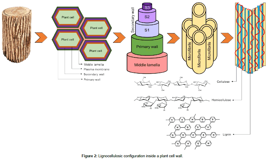 biochemical-bioprocess-engineering-cell-wall