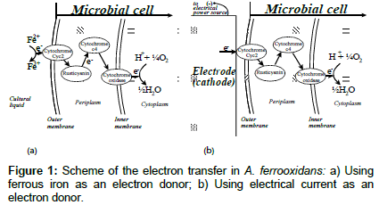 biochemical-bioprocess-engineering-electron-transfer