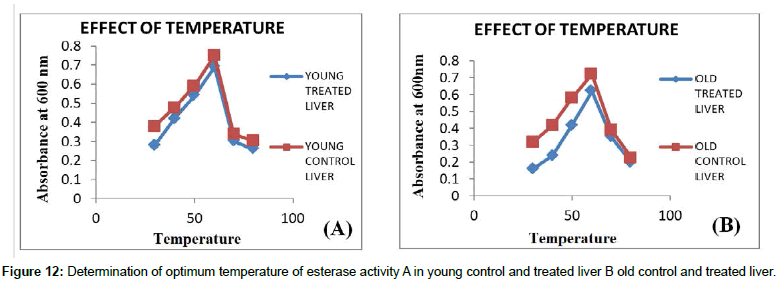 biochemical-bioprocess-engineering-esterase-liver