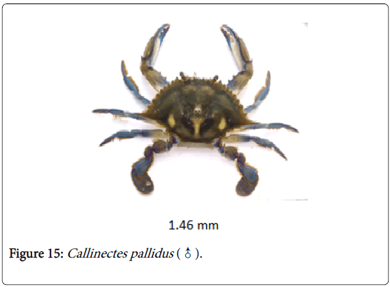 biodiversity-management-forestry-Callinectes-pallidus