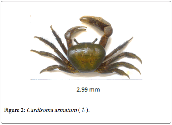 biodiversity-management-forestry-Cardisoma-armatum