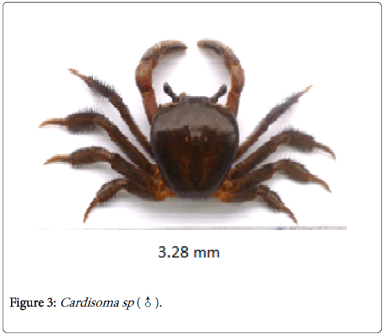 biodiversity-management-forestry-Cardisoma-sp