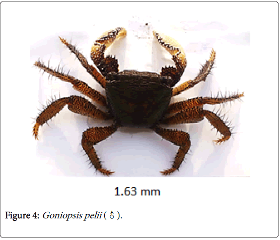 biodiversity-management-forestry-Goniopsis-pelii