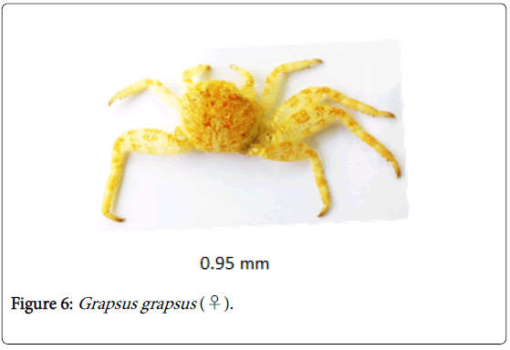 biodiversity-management-forestry-Grapsus-grapsus