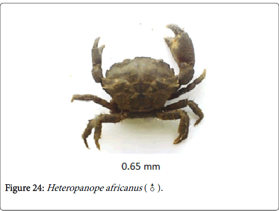 biodiversity-management-forestry-Heteropanope-africanus