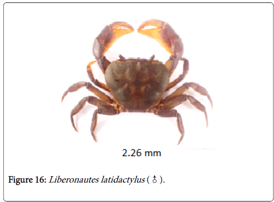 biodiversity-management-forestry-Liberonautes-latidactylus