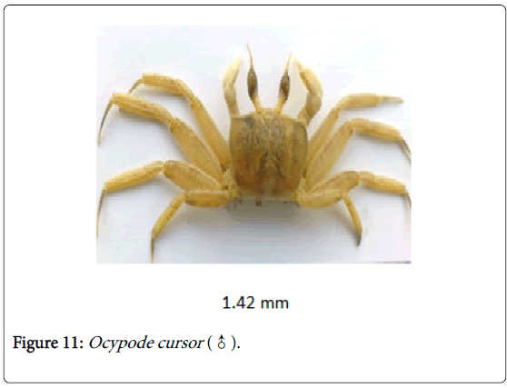 biodiversity-management-forestry-Ocypode-cursor