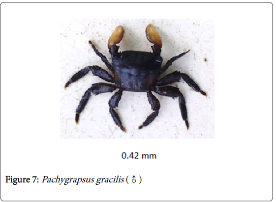 biodiversity-management-forestry-Pachygrapsus-gracilis