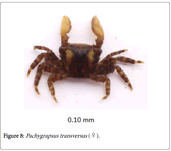 biodiversity-management-forestry-Pachygrapsus-transversus