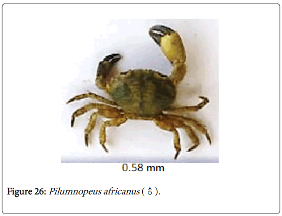 biodiversity-management-forestry-Pilumnopeus-africanus