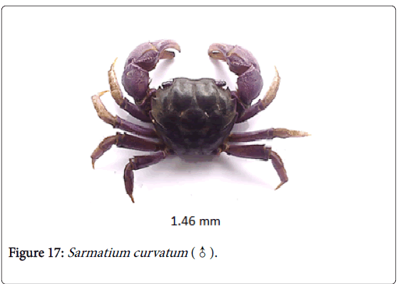 biodiversity-management-forestry-Sarmatium-curvatum