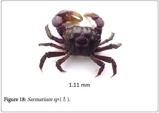 biodiversity-management-forestry-Sarmatium-sp