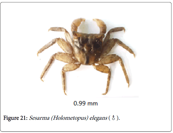 biodiversity-management-forestry-Sesarma-Holometopus