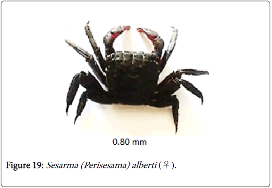 biodiversity-management-forestry-Sesarma-alberti