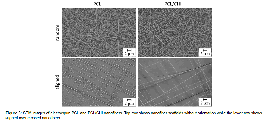 biomaterials-medical-applications-SEM-images