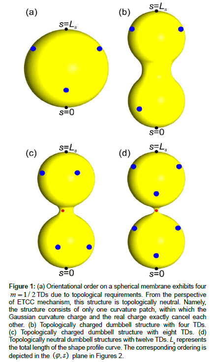 biomedical-innovation-Orientational-order