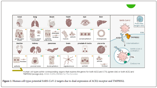 blood-research-hematologic-human